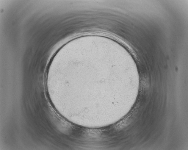 X0000081561514200702051136