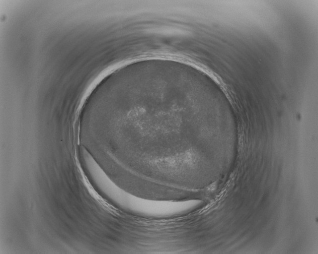 X0000081561515200702051136