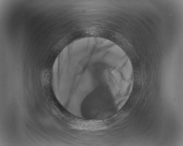 X0000081560036200702121407