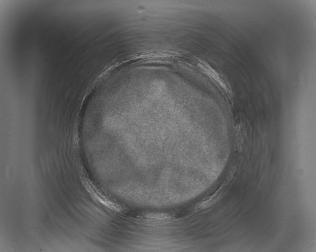 X0000081560203200702121404