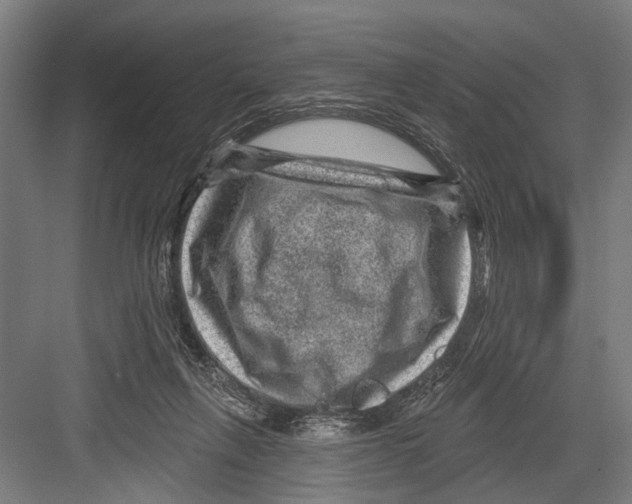 X0000081560263200702121403