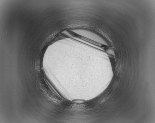 X0000081560403200702121401