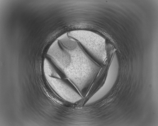 X0000081560446200702121400