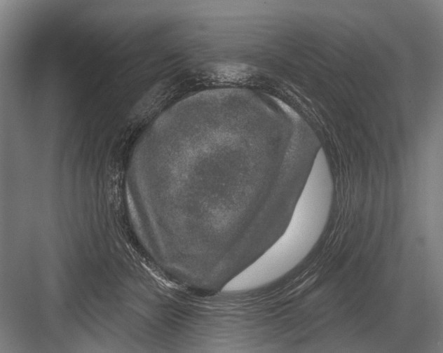X0000081560462200702121400