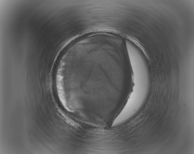 X0000081561024200702121350
