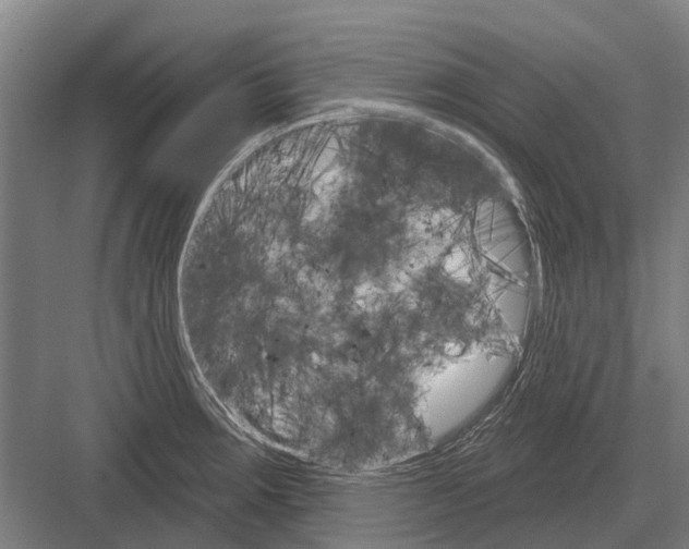 X0000081561283200702121346