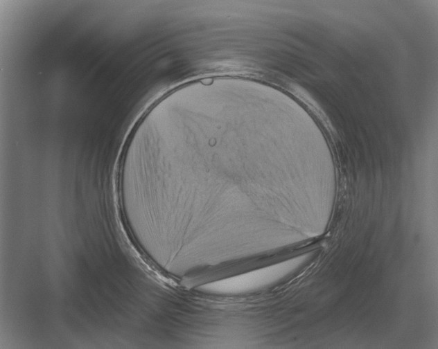 X0000081561291200702121346
