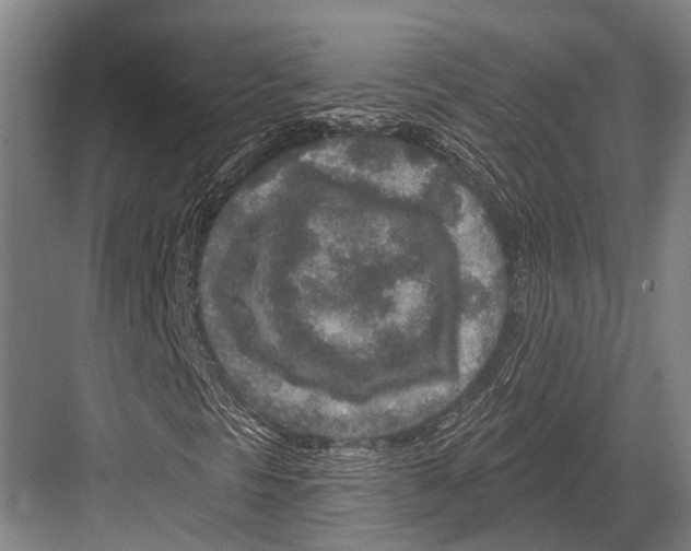 X0000081561297200702121345