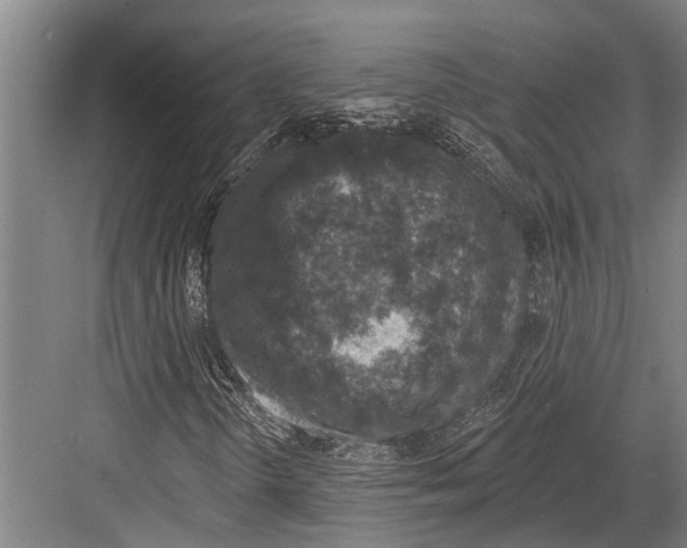 X0000081561298200702121345