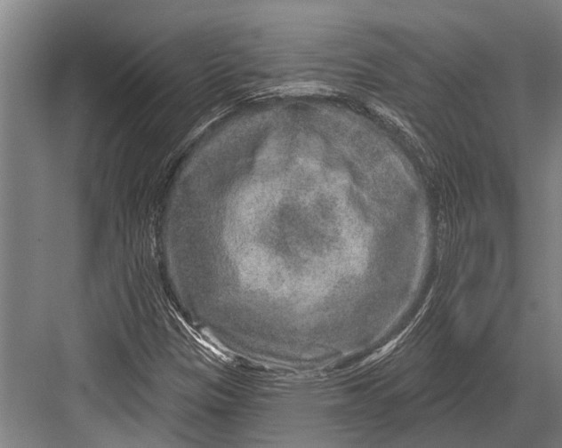 X0000081561305200702121345