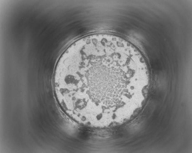 X0000081561338200702121346