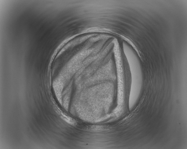 X0000081561371200702121344