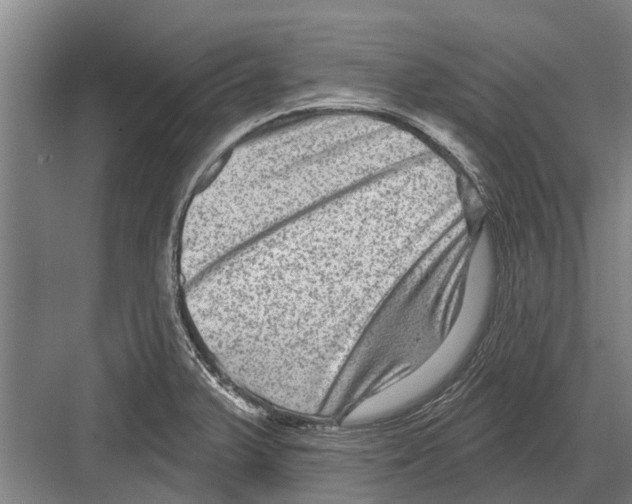 X0000081561375200702121344