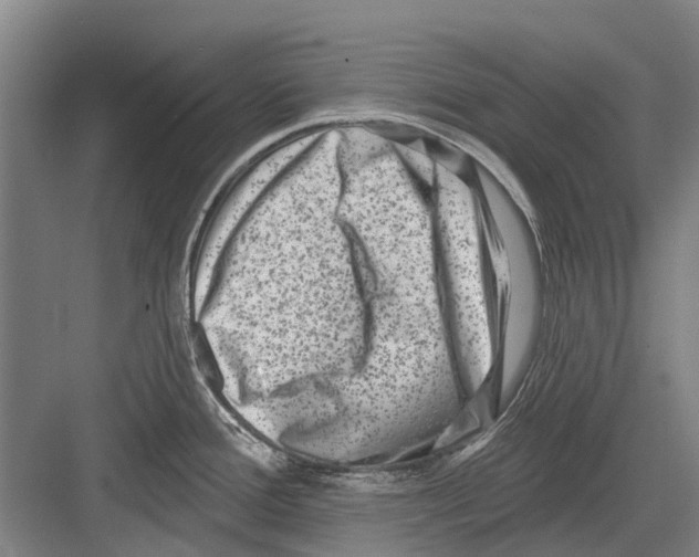 X0000081561388200702121344