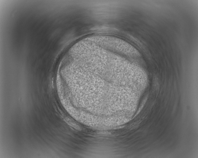 X0000081561462200702121343