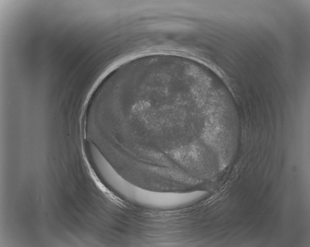 X0000081561515200702121342