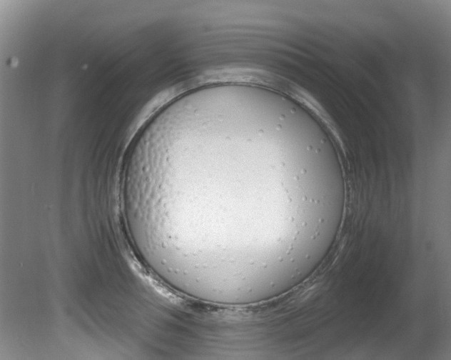 X0000081570994200701151021