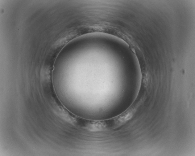 X0000081570466200701151216