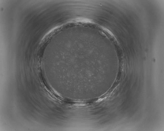 X0000081571112200701151205