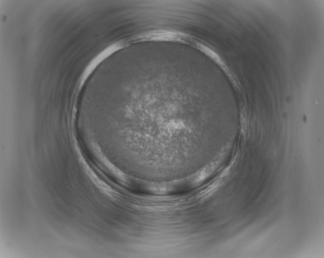 X0000081571426200701151200