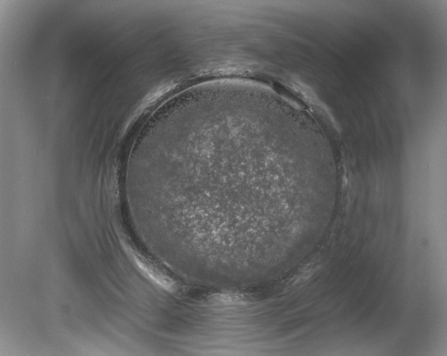 X0000081570250200701221100