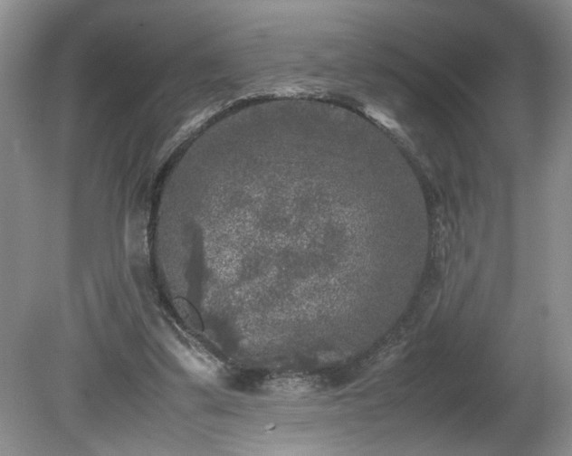 X0000081570299200701221100