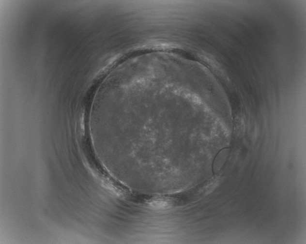 X0000081570358200701221059