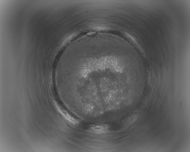 X0000081570447200701221057