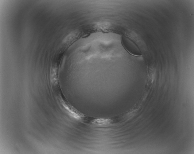 X0000081570526200701221056