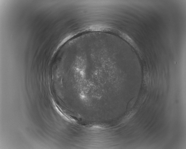 X0000081570530200701221055