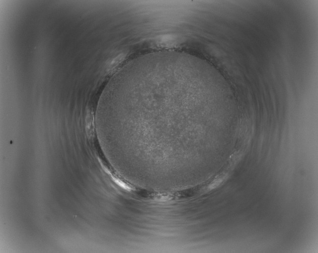 X0000081570624200701221054