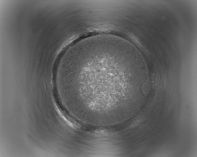 X0000081570634200701221054