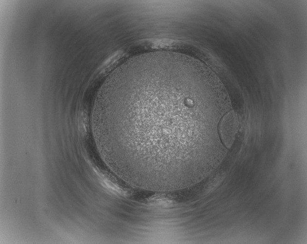 X0000081570648200701221054