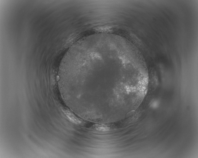 X0000081570658200701221054