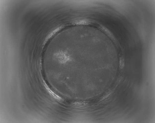 X0000081570725200701221052