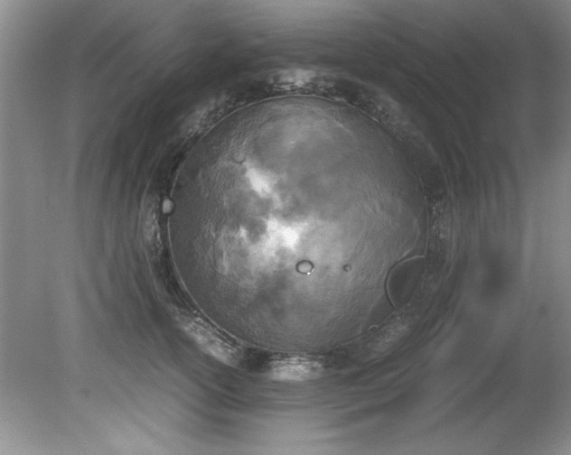 X0000081570754200701221052