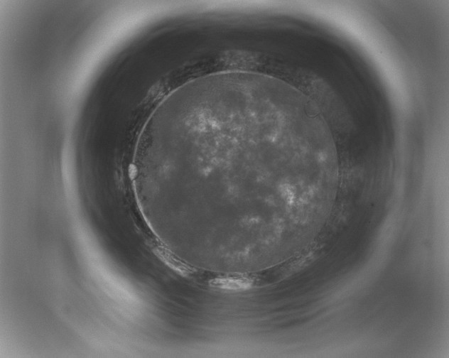 X0000081570765200701221053