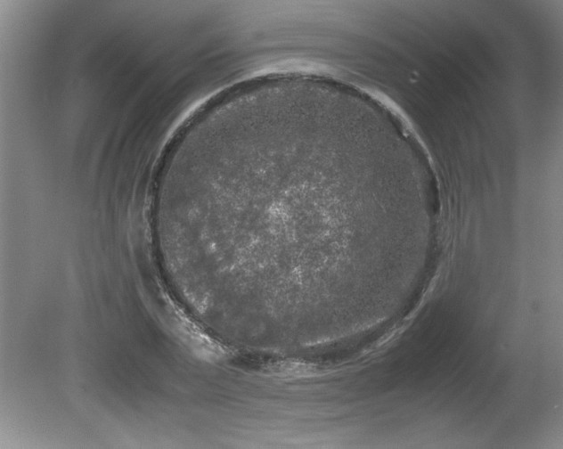 X0000081570783200701221052