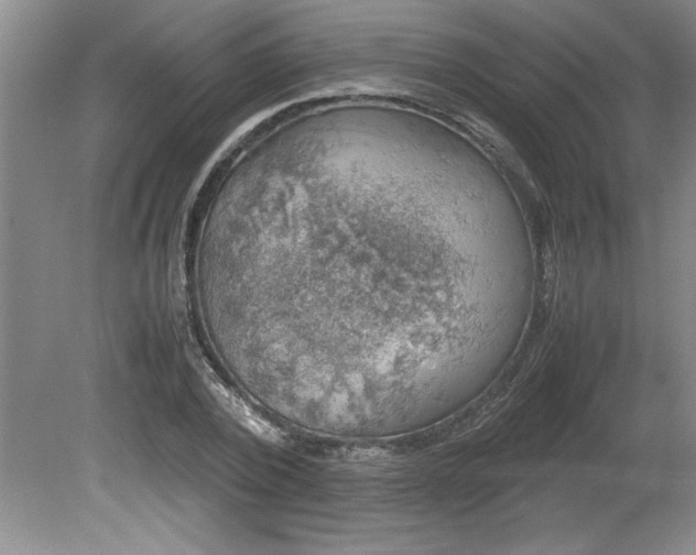 X0000081570784200701221052