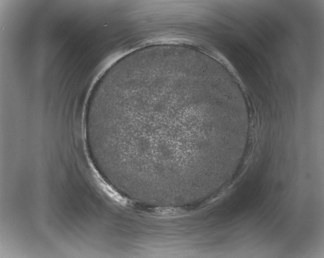 X0000081570795200701221051