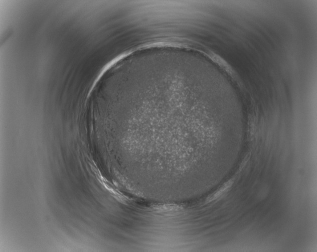 X0000081570830200701221050