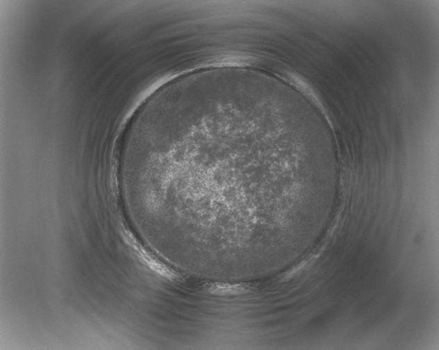 X0000081570835200701221050