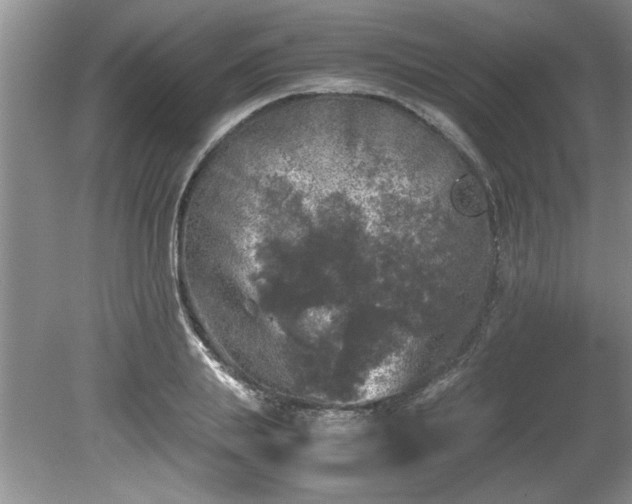 X0000081570839200701221051