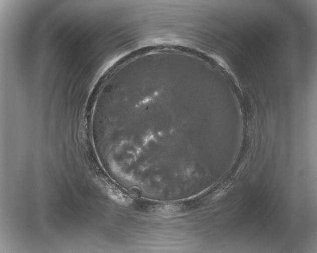 X0000081570879200701221050