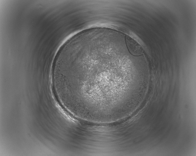 X0000081571028200701221047