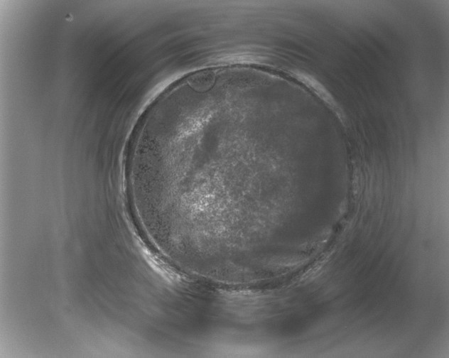 X0000081571031200701221047