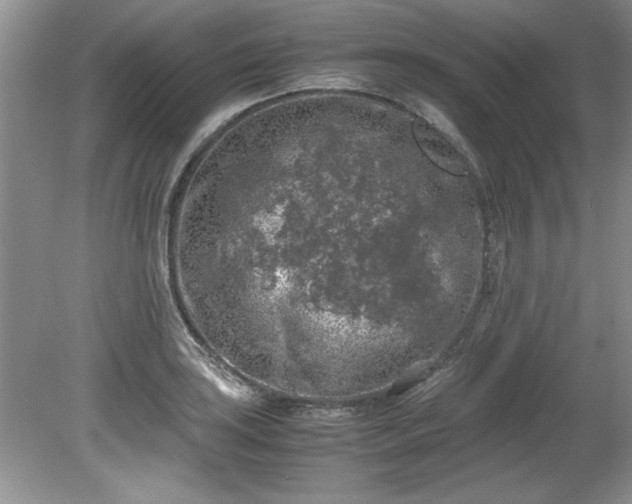 X0000081571035200701221047