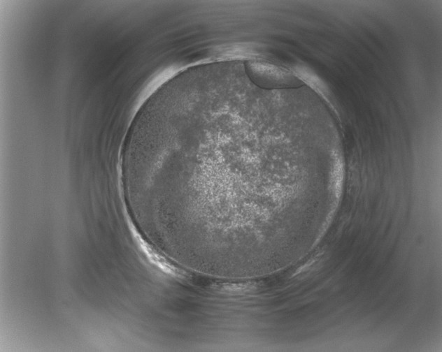 X0000081571047200701221048