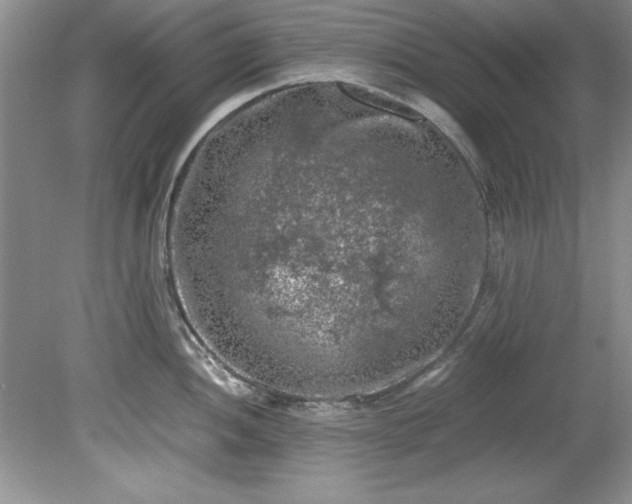 X0000081571052200701221048