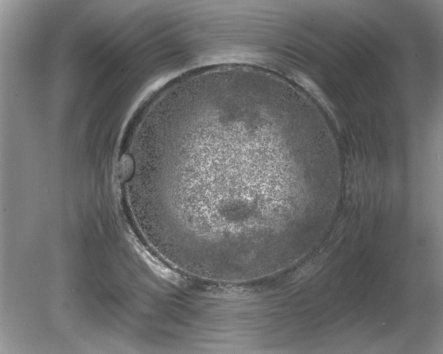 X0000081571072200701221047